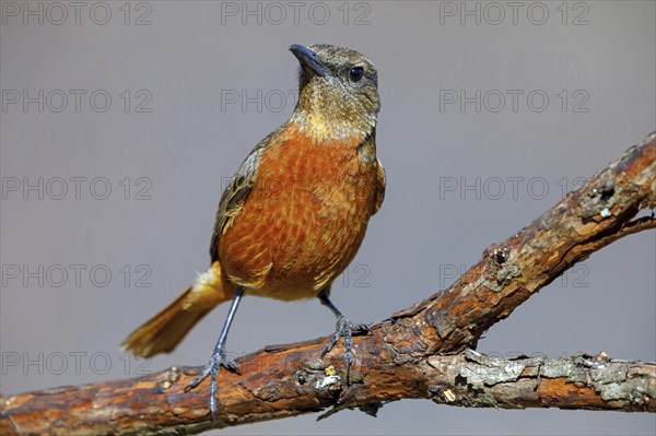 Cliff thrush, (Monticola rupestris), Monticole rocar, Cape rock thrush, A31, Mokhotlong District, Lesotho, Mokhotlong District, Lesotho, Africa