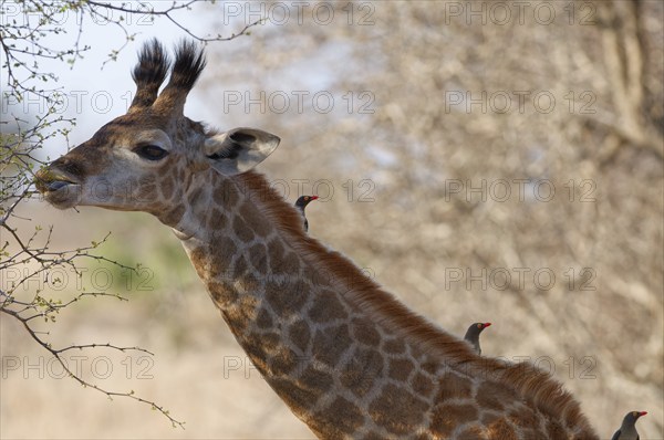 South African giraffe (Giraffa camelopardalis giraffa) with three red-billed oxpeckers (Buphagus erythrorynchus) on its neck, young animal feeding on leaves, tongue out, head close-up, Kruger National Park, South Africa, Africa