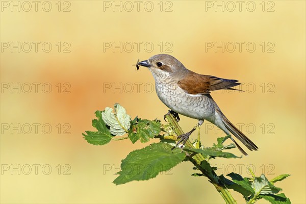 Red-backed shrike (Lanius collurio), female with prey, Hockenheim, Baden-Württemberg, Germany, Europe