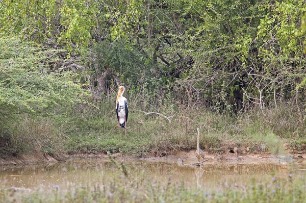 Colourful stork (Mycteria leucocephala) and darter (Anhingidae) at a waterhole in Yala Natioal Park, Southern Province, Sri Lanka, Asia