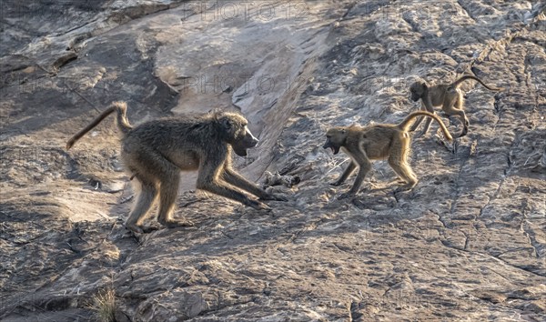 Chacma baboons (Papio ursinus), adult playing with two cubs, on stones, Kruger National Park, South Africa, Africa