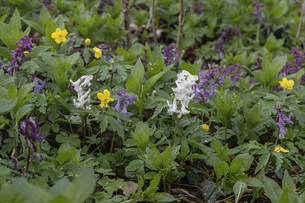 Hollow larkspur (Corydalis cava), Bad Iburg, Lower Saxony, Germany, Europe