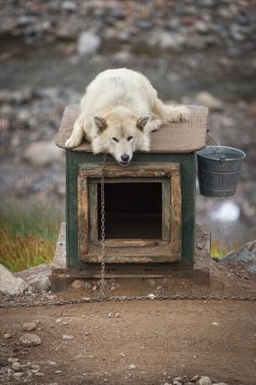 White sled dog lying chained on a doghouse, Inuit settlement Ittoqqortoormiit, Scoresbysund or Scoresby Sund or Greenlandic Kangertittivaq, East Greenland, Greenland, North America