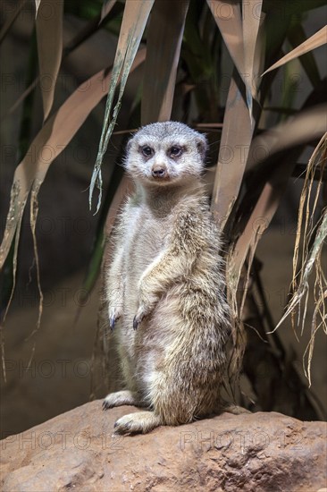 Meerkat (Suricata suricatta), captive, Germany, Europe