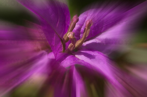 Flower impression, triplet flower (Bougainvillea glabra), zoom effect