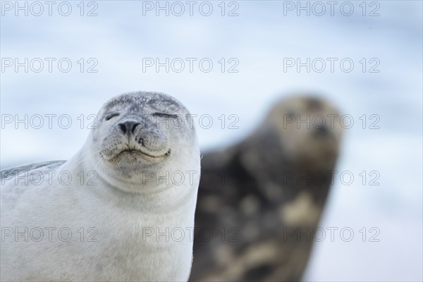 Common seal (Phoca vitulina) adult animal resting on a seaside beach, Norfolk, England, United Kingdom, Europe