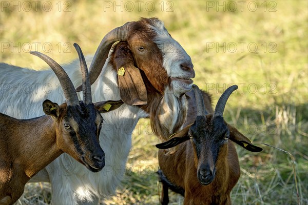 Goats (Capra), Boer goats, goats courting buck with long beard, scent, pasture with dry grass, summit mountain Hoherodskopf, Tertiary volcano, Schotten, Vogelsberg Volcanic Region nature park Park, Hesse, Germany, Europe