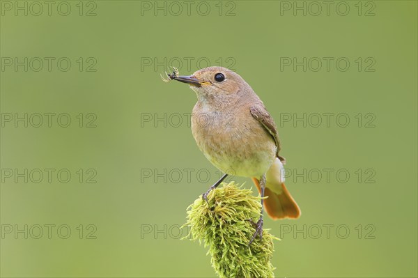 Common redstart (Phoenicurus phoenicurus), female with food on a mossy branch, songbird, wildlife, Neunkirchen im Siegerland, North Rhine-Westphalia, Germany, Europe