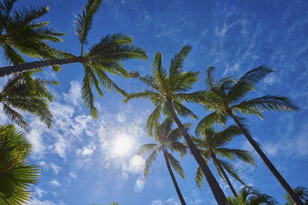 Landscape of palm trees at the Kuhio Beach, Honolulu, Hawaiian Island Oahu, O?ahu, Hawaii, Aloha State, United States, North America