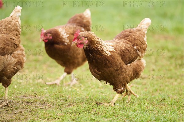 Three brown feathered chickens with red combs walking on the grass during daytime, Chicken (Gallus domesticus), Austria, Europe