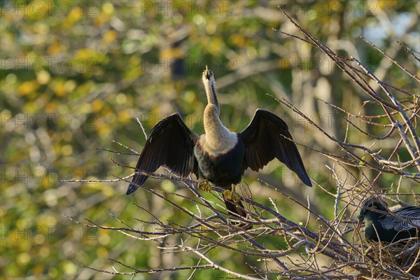 Snakebird (Anhinga anhinga), on branch, spring, Wakodahatchee Wetlands, Delray Beach, Florida, USA, North America