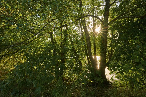 Sunny day at a river with lush vegetation and a shining sunbeam through the trees, autumn, Großheubach, Miltenberg, Main, Spessart, Bavaria, Germany, Europe