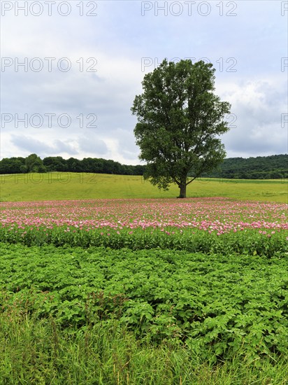 Solitary tree in opium poppy (Papaver somniferum), cultivation of edible poppy, poppy field, pink flowers, Germerode, Meißner, Geo-nature park Park Frau-Holle-Land, Hesse, Germany, Europe