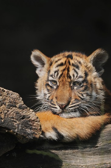 Sumatran tiger (Panthera tigris sumatrae), young, captive, native to Sumatra, Indonesia, Asia