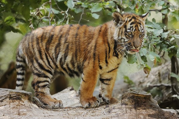 Sumatran tiger (Panthera tigris sumatrae), young, captive, native to Sumatra, Indonesia, Asia