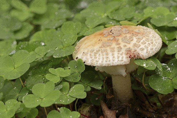 Pearl mushroom or blusher (Amanita rubescens) and common wood sorrel (Oxalis acetosella), North Rhine-Westphalia, Germany, Europe