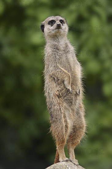 Meerkats (Suricata suricatta), captive, occurring in southern Africa