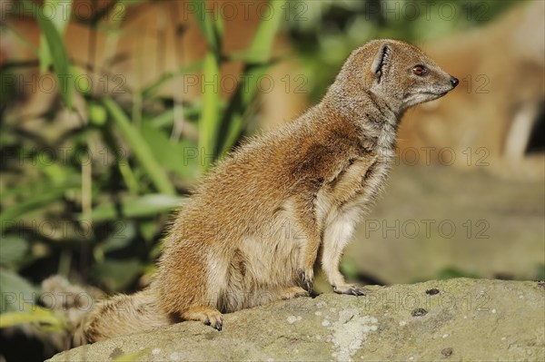 Yellow mongoose (Cynictis penicillata), captive, occurrence in Africa