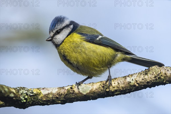 Blue Tit, Cyanistes Caeruleus, bird in forest at winter time