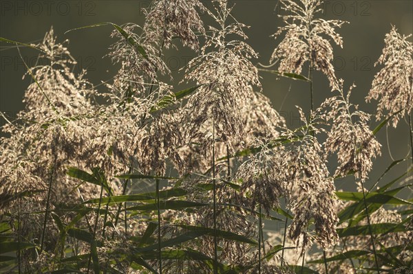 Reed, common reed (Phragmites australis), inflorescences against the light, Lower Saxony, Germany, Europe