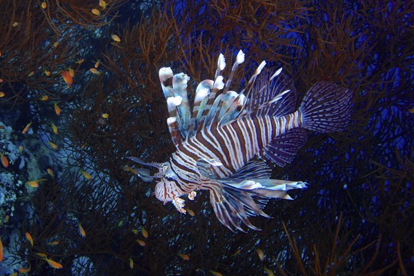 Indian (Lionfish Pterois miles) in Black Wire Coral (Antipathes dichotoma), hunting for sea goldie (Pseudanthias squamipinnis), dive site St Johns Reef, Saint Johns, Red Sea, Egypt, Africa