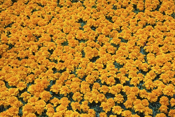 Tightly packed orange Tagetes, Marigold flowers growing in containers inside greenhouse in spring, Quebec, Canada, North America