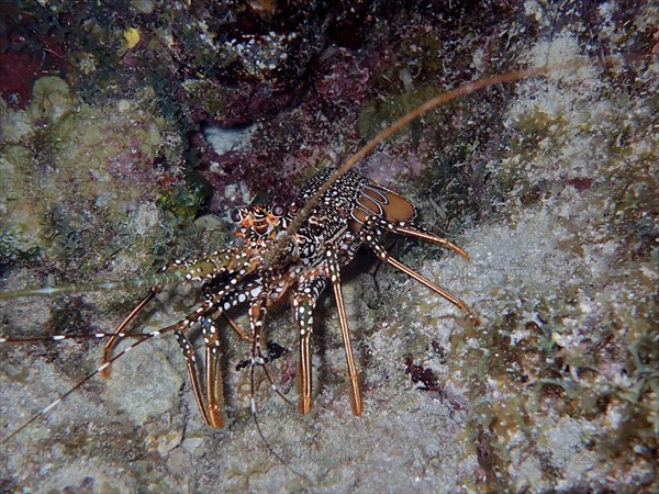 Guinea chick crayfish (Panulirus guttatus) at night. Dive site John Pennekamp Coral Reef State Park, Key Largo, Florida Keys, Florida, USA, North America