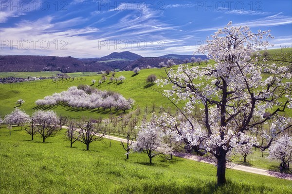 Orchard in spring, flowering cherry trees (Prunus avium), Fricktal, Canton Aargau, Switzerland, Europe