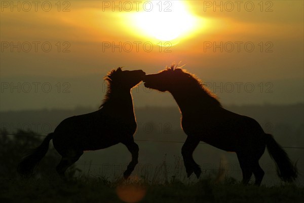 Islandic Horses at sunset, Icelandic ponies at sunset, Icelanders