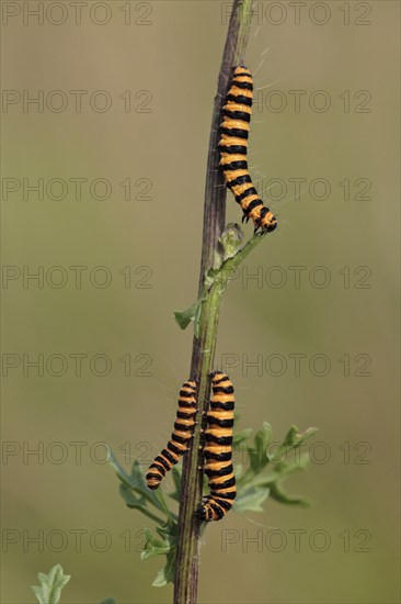 Blood bear (Tyria jacobaeae), caterpillars, scallop bear