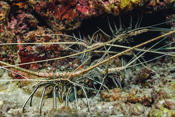 Five specimens of Long-legged long-legged spiny crayfish (Panulirus longipes) Spiny crayfish Spiny crayfish defending burrow stretch antennae towards observer, Pacific Ocean