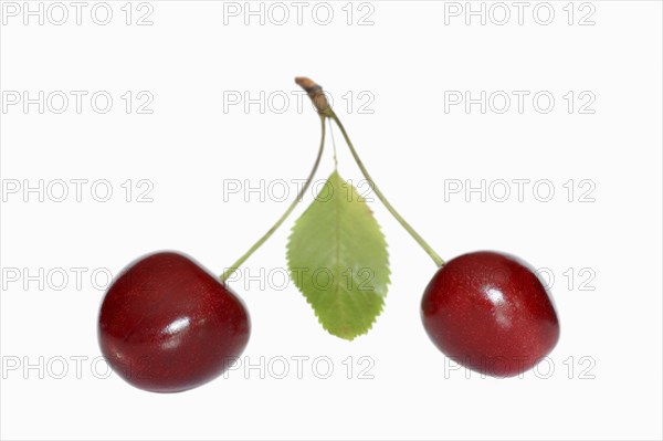 Wild cherry (Prunus avium), cherries and foliage on a white background