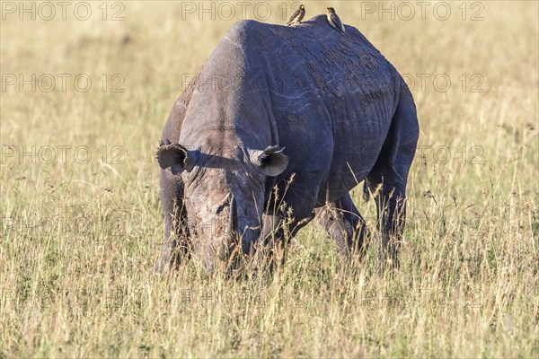 Black rhinoceros (Diceros bicornis) grazing grass in a savanna in Africa, Maasai Mara National Reserve, Kenya, Africa