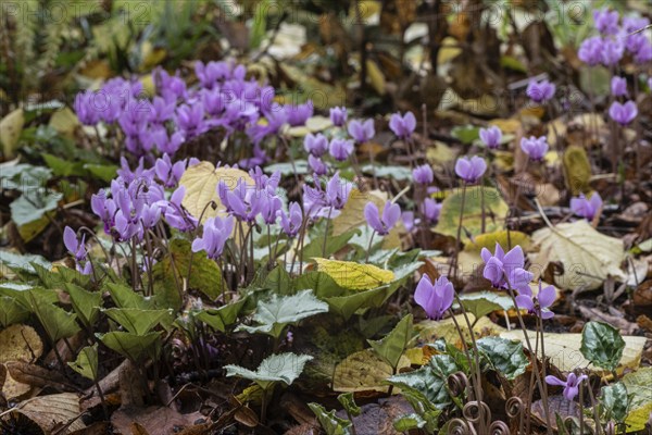 Autumn cyclamen (Cyclamen hederifolium), Berggarten Hannover, Lower Saxony, Germany, Europe