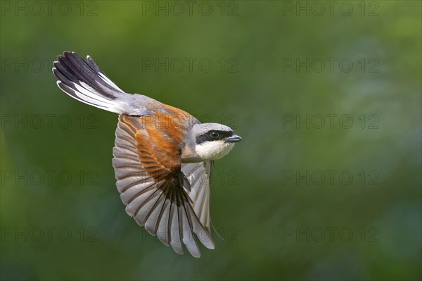 Red-backed shrike (Lanius collurio), male, flight photo, Hockenheim, Baden-Württemberg, Germany, Europe