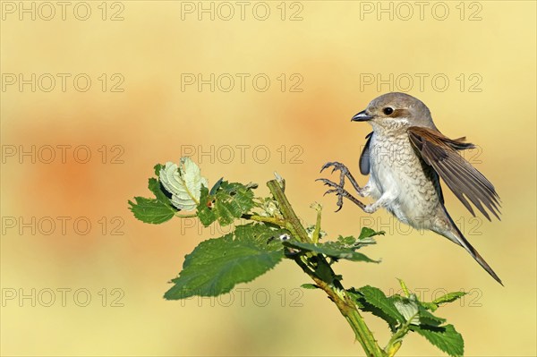 Red-backed shrike (Lanius collurio), female with prey, Hockenheim, Baden-Württemberg, Germany, Europe