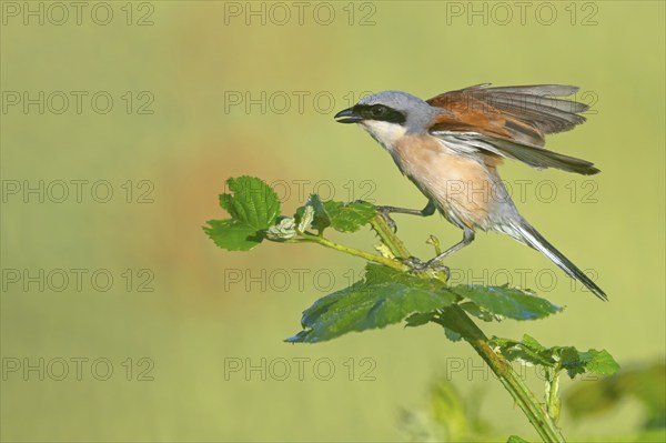 Red-backed shrike, red-backed shrike, thorn-backed shrike, family of shrikes, (Lanius collurio), male, Hockenheim, Baden-Württemberg, Germany, Europe