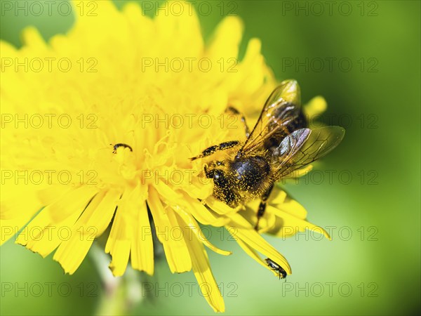 European Honey Bee, Apis mellifera, bee on yellow flowers of Common Sowthistle, Sonchus arvensis