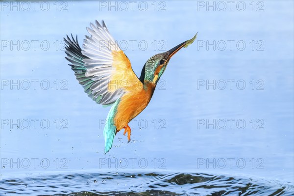 Common kingfisher (Alcedo atthis) flying out of the water after hunting fish, wildife, Catalonia, Spain, Europe