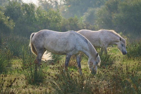 Two white Camargue horses grazing quietly in a green meadow at dusk, surrounded by bushes, Camargue, France, Europe