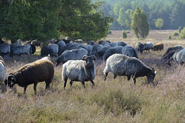 Heidschnucken (Ovis aries), herd in the blooming heathland, Südheide Nature Park, Lüneburg Heath, Lower Saxony, Germany, Europe