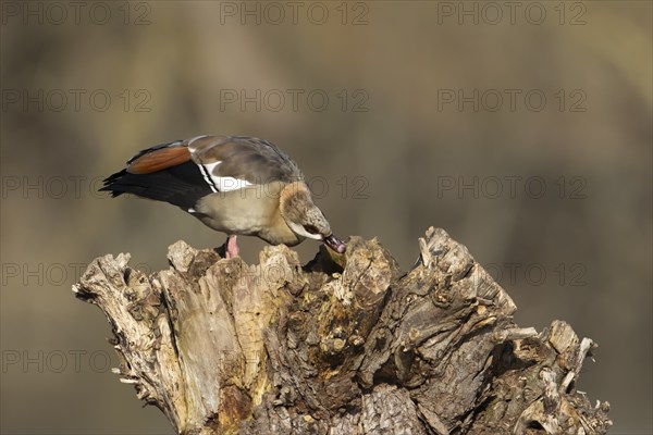 Egyptian goose (Alopochen aegyptiaca) adult bird feeding on a tree stump, Suffolk, England, United Kingdom, Europe