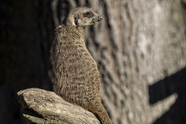 Meerkat (Suricata suricatta), on the lookout, captive, Baden-Württemberg, Germany, Europe