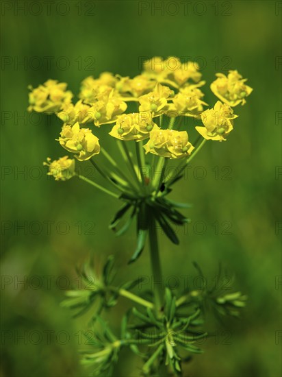 Cypress spurge (Euphorbia cyparissias), Berchtesgaden National Park, Ramsau, Berchtesgadener Land, Bavaria, Germany, Europe