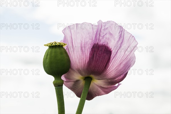 Opium poppy (Papaver somniferum), opium poppy field, Erlenbach, near Heilbronn, Baden-Württemberg, Germany, Europe