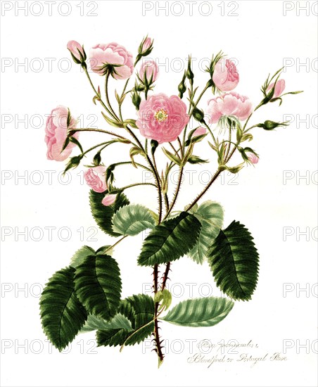 Rosa provincialis, Rose, Old rose, Rose cultivar, Illustration from 1799, Historical, digitally restored reproduction from a 19th century original, Record date not stated