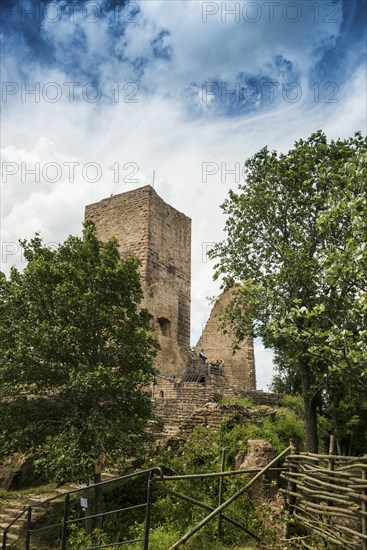 Castle ruins, Les Trois Châteaux d'Eguisheim, Eguisheim, Plus beaux villages de France, Haut-Rhin, Alsace, Alsace, France, Europe