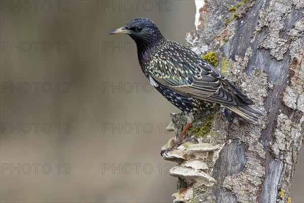 Common starling (Sturnus vulgaris) sitting on dead wood, Austria, Upper Austria, Europe