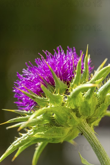 Blossom of carduus marianus (Silybum marianum) in close-up with blurred green background, Ternitz, Lower Austria, Austria, Europe