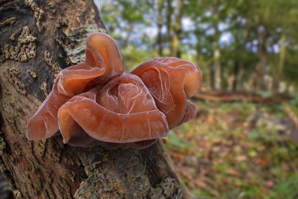 Wood ear, jelly ear fungus, Jew's ear (Auricularia auricula-judae, Tremella auricula) fruit body on tree stump in forest in autumn, fall